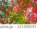【カエデ】秋にirotod鮮やかに輝く色とりどりの楓【紅葉】 121368291