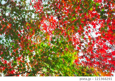 【カエデ】秋にirotod鮮やかに輝く色とりどりの楓【紅葉】 【カエデ】秋にirotod鮮やかに輝く色とりどりの楓【紅葉】 121368291