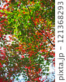 【カエデ】秋にirotod鮮やかに輝く色とりどりの楓【紅葉】 121368293
