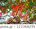 【カエデ】秋にirotod鮮やかに輝く色とりどりの楓【紅葉】 121368295