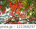 【カエデ】秋にirotod鮮やかに輝く色とりどりの楓【紅葉】 121368297