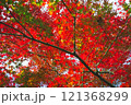 【カエデ】秋にirotod鮮やかに輝く色とりどりの楓【紅葉】 121368299