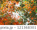 【カエデ】秋にirotod鮮やかに輝く色とりどりの楓【紅葉】 121368301