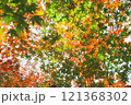 【カエデ】秋にirotod鮮やかに輝く色とりどりの楓【紅葉】 121368302