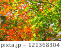 【カエデ】秋にirotod鮮やかに輝く色とりどりの楓【紅葉】 121368304