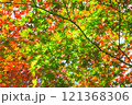 【カエデ】秋にirotod鮮やかに輝く色とりどりの楓【紅葉】 121368306