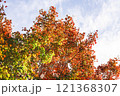 【カエデ】秋にirotod鮮やかに輝く色とりどりの楓【紅葉】 121368307
