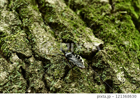 ヨコヅナサシガメ 121368630