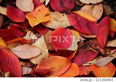 落ち葉の風景 落ち葉の風景 121368963