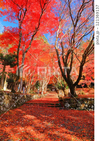 【滋賀県】晴天の鶏足寺の参道の紅葉(石道寺) 【滋賀県】晴天の鶏足寺の参道の紅葉(石道寺) 121369137