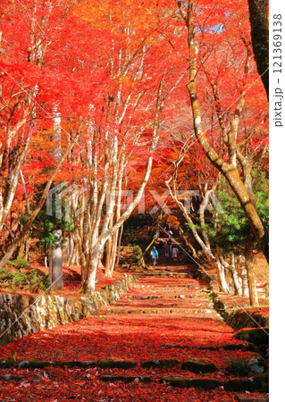 【滋賀県】晴天の鶏足寺の参道の紅葉（石道寺） 121369138