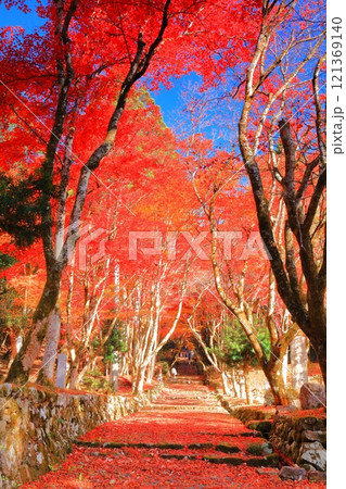 【滋賀県】晴天の鶏足寺の参道の紅葉（石道寺） 121369140