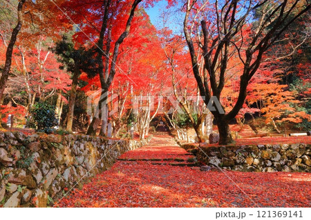 【滋賀県】晴天の鶏足寺の参道の紅葉（石道寺） 121369141