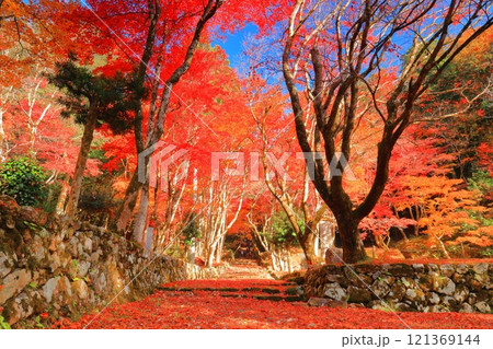 【滋賀県】晴天の鶏足寺の参道の紅葉(石道寺) 【滋賀県】晴天の鶏足寺の参道の紅葉(石道寺) 121369144