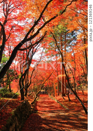 【滋賀県】晴天の鶏足寺の参道の紅葉（石道寺） 121369146