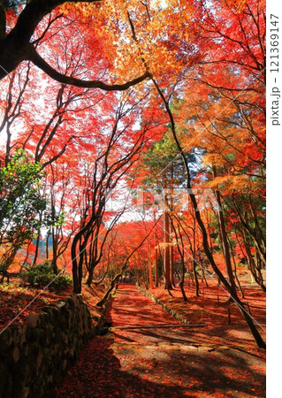 【滋賀県】晴天の鶏足寺の参道の紅葉（石道寺） 121369147