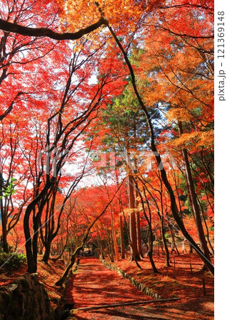 【滋賀県】晴天の鶏足寺の参道の紅葉 121369148