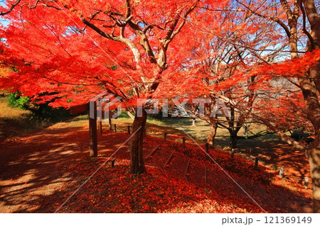【滋賀県】晴天の鶏足寺の参道の紅葉(石道寺) 【滋賀県】晴天の鶏足寺の参道の紅葉(石道寺) 121369149