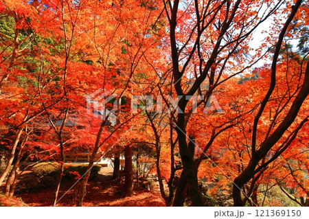 【滋賀県】晴天の石道寺の紅葉（鶏足寺） 121369150