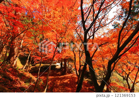 【滋賀県】晴天の石道寺の紅葉(鶏足寺) 【滋賀県】晴天の石道寺の紅葉(鶏足寺) 121369153