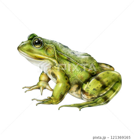 Hand-painted realistic green frog side view illustration in vintage style on a white background. Ideal for nature designs, wildlife themes, wildlife decor, kids projects and botanical art 121369165