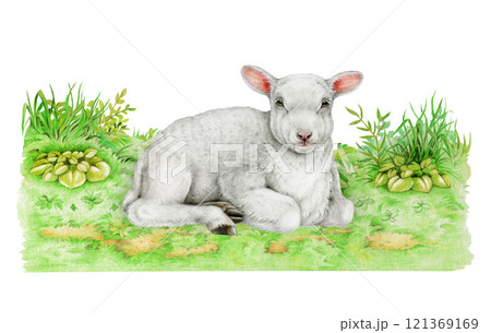 Small lamb laying on green grassy ground vintage style illustration. Hand drawn baby sheep farm animal. Perfect for farm themed designs, baby products, Easter decor and countryside inspired projects Small lamb laying on green grassy ground vintage style illustration. Hand drawn baby sheep farm animal. Perfect for farm themed designs, baby products, Easter decor and countryside inspired projects 121369169