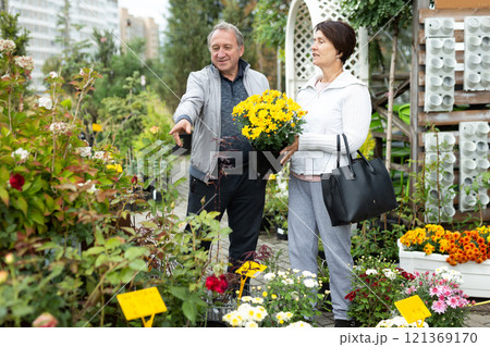 Elderly man and woman buy chrysanthemum at an open market Elderly man and woman buy chrysanthemum at an open market 121369170