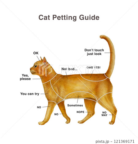 Cat petting guide table hand drawn illustration on white background. Cute Feline Petting Chart should to get through giving a kitty love, care. Funny study chart on how to pet a cat correctly Cat petting guide table hand drawn illustration on white background. Cute Feline Petting Chart should to get through giving a kitty love, care. Funny study chart on how to pet a cat correctly 121369171