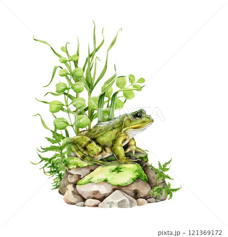 Green frog on a mossy stone with river plants background. Side view frog illustration in vintage style. Wildlife forest nature scene. Ideal for nature designs, wildlife themed element 121369172