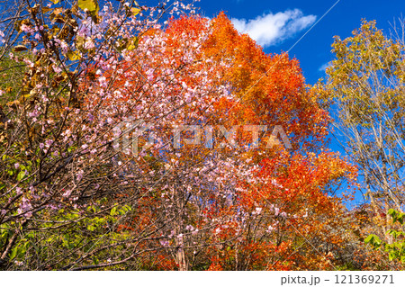 埼玉県児玉郡神川町矢納　冬桜の名所町立城峯公園の冬桜と楓（フウ）の紅葉 121369271