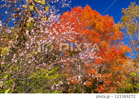 埼玉県児玉郡神川町矢納 冬桜の名所町立城峯公園の冬桜と楓(フウ)の紅葉 埼玉県児玉郡神川町矢納 冬桜の名所町立城峯公園の冬桜と楓(フウ)の紅葉 121369272