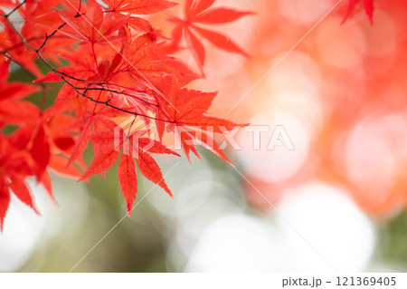 赤く染まったモミジと透けてくる光 赤く染まったモミジと透けてくる光 121369405