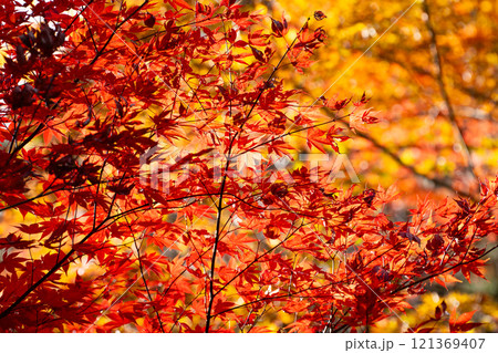 赤く染まったモミジと透けてくる光 121369407