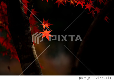 赤く染まったモミジと透けてくる光 121369414