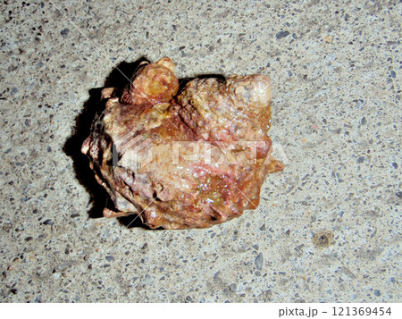 佐渡産のサザエ 121369454