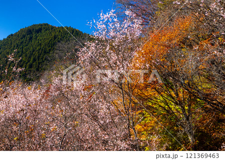 埼玉県児玉郡神川町矢納　冬桜と紅葉の名所町立城峯公園　満開の冬桜ともみじなどの紅葉の競演 121369463