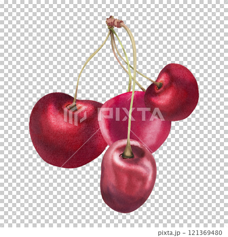 Sweet sour red cherry berries on stems, hand drawn in watercolor, scattered ripe cerise drupes. Illustration composition isolated on white. For restaurant, cafe dessert menu, wedding, farmers market 121369480