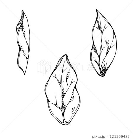 plant leaves of flower, bush tree foliage hand drawn in ink vector. Isolated botanical illustration, lilac poplar beech elm pear apple plum. Wedding, florist shop, scrapbooking, decoupage, cosmetics plant leaves of flower, bush tree foliage hand drawn in ink vector. Isolated botanical illustration, lilac poplar beech elm pear apple plum. Wedding, florist shop, scrapbooking, decoupage, cosmetics 121369485