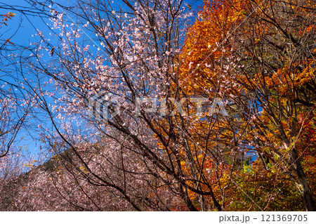 埼玉県児玉郡神川町矢納　冬桜と紅葉の名所町立城峯公園　満開の冬桜ともみじなどの紅葉の競演 121369705