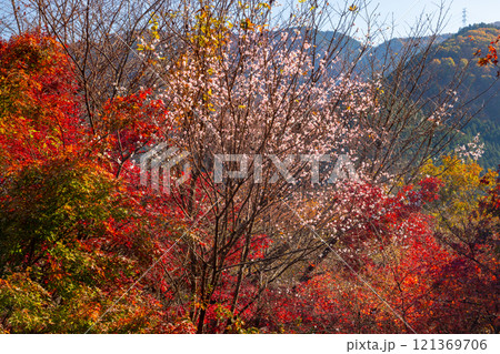 埼玉県児玉郡神川町矢納 冬桜と紅葉の名所町立城峯公園 満開の冬桜ともみじなどの紅葉の競演 埼玉県児玉郡神川町矢納 冬桜と紅葉の名所町立城峯公園 満開の冬桜ともみじなどの紅葉の競演 121369706