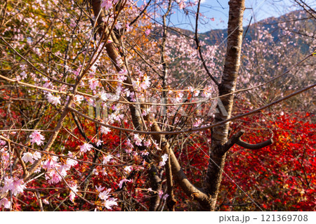 埼玉県児玉郡神川町矢納　冬桜と紅葉の名所町立城峯公園　満開の冬桜ともみじなどの紅葉の競演 121369708