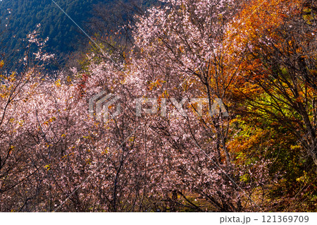 埼玉県児玉郡神川町矢納　冬桜と紅葉の名所町立城峯公園　満開の冬桜ともみじなどの紅葉の競演 121369709