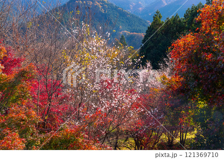 埼玉県児玉郡神川町矢納 冬桜と紅葉の名所町立城峯公園 満開の冬桜ともみじなどの紅葉の競演 埼玉県児玉郡神川町矢納 冬桜と紅葉の名所町立城峯公園 満開の冬桜ともみじなどの紅葉の競演 121369710