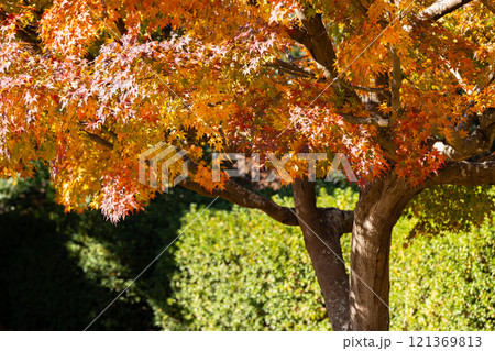 晩秋の紅葉風景 121369813