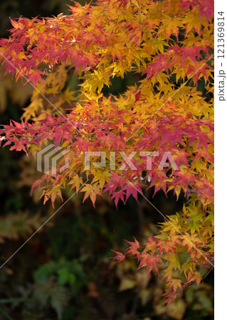 晩秋の紅葉風景 晩秋の紅葉風景 121369814