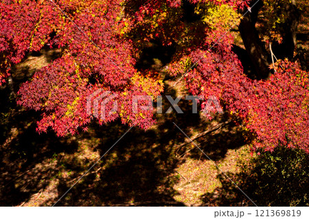晩秋の紅葉風景 晩秋の紅葉風景 121369819