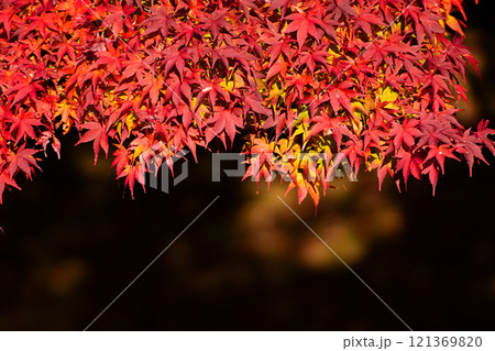 晩秋の紅葉風景 121369820