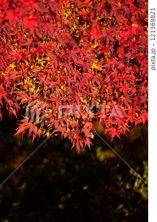 晩秋の紅葉風景 晩秋の紅葉風景 121369821
