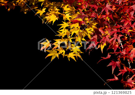 晩秋の紅葉風景 121369825