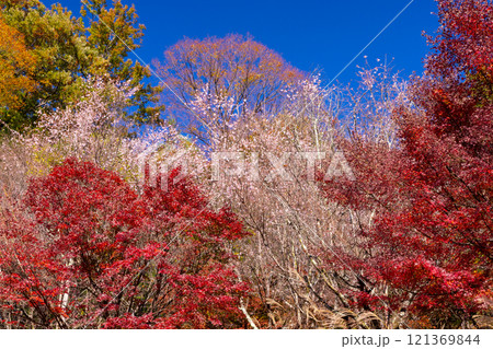 埼玉県児玉郡神川町矢納　冬桜と紅葉の名所町立城峯公園　満開の冬桜ともみじなどの紅葉の競演 121369844